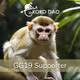 KOKO DAO GG19 Supporters