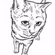 VT CATS