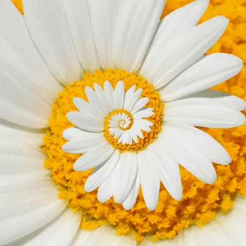 hypnotic marguerite