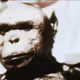 HUMANMONKEYHYBRID
