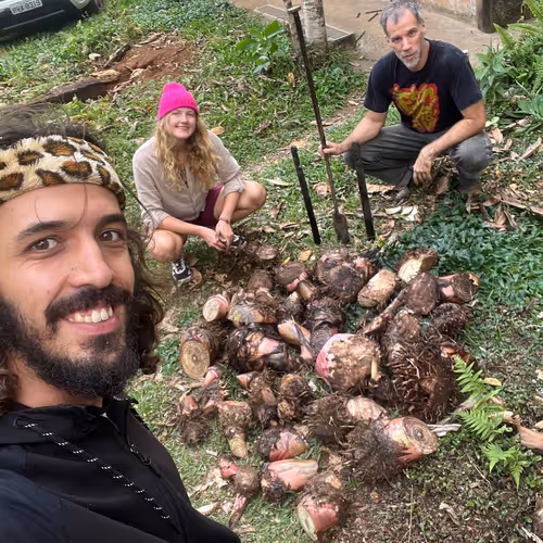 Banana rhizome