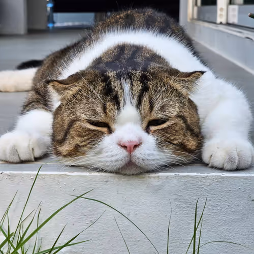 Hello Word Layer Zer0