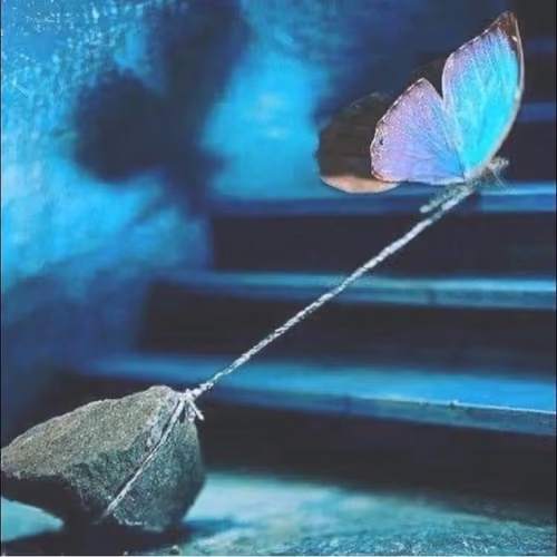 butterfly