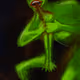 SATURNGOYAPEPE