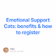 Emotional Support Cats: benefits & how to register