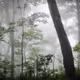 Mystical forest