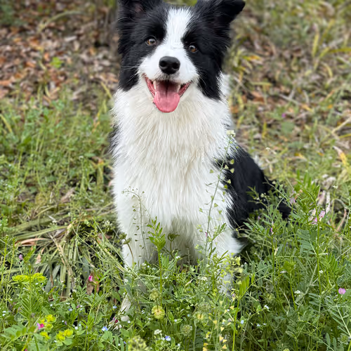 dog