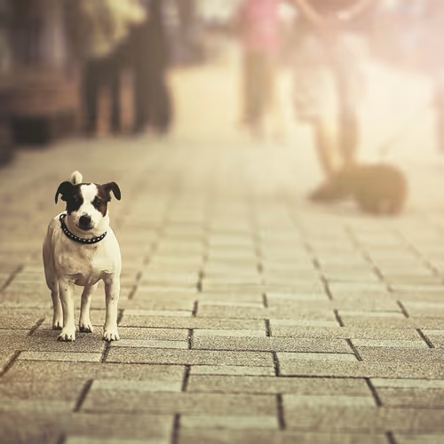 STREET DOGS