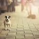 STREET DOGS