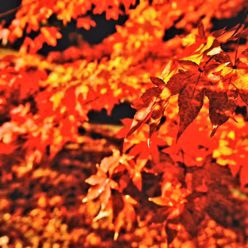 momiji