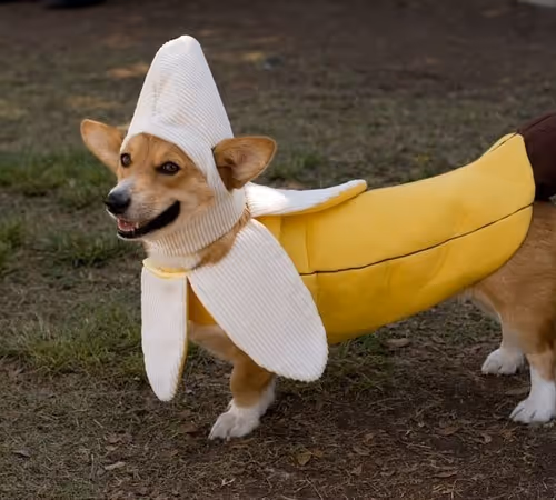 Banana Dog