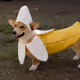 Banana Dog