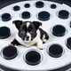black dog