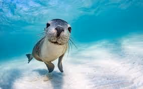 sea lion