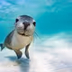 sea lion