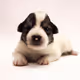 Wiggly puppy
