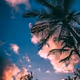Palmi