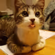 Sweet cat