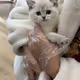 cat sijia