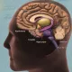 Brain