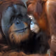 Savage Apes 7