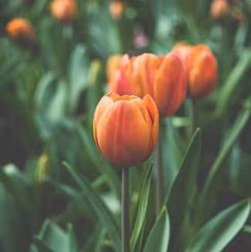 Bloom