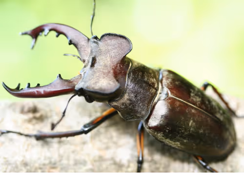 stag beatle