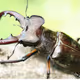 stag beatle