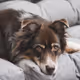 Dogs OP