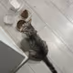 77 CAT LIVES