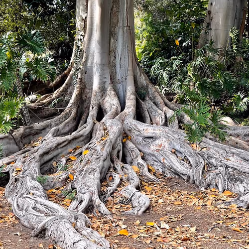 rooted society manifesto