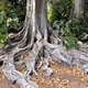 rooted society manifesto