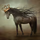 OP king