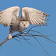 Phantom wolves 404