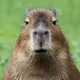 Capibara