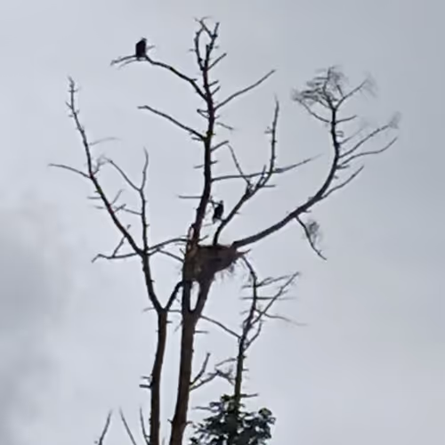 Eagle Guardian