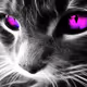 kitka