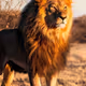 Lion king of wild life