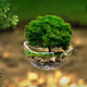 ForestDY