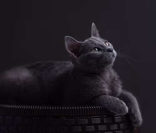 cat
