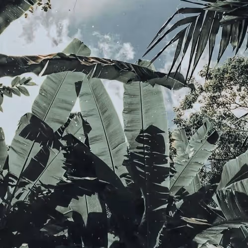 plants