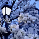 flowering tree