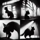 Black Cat Story