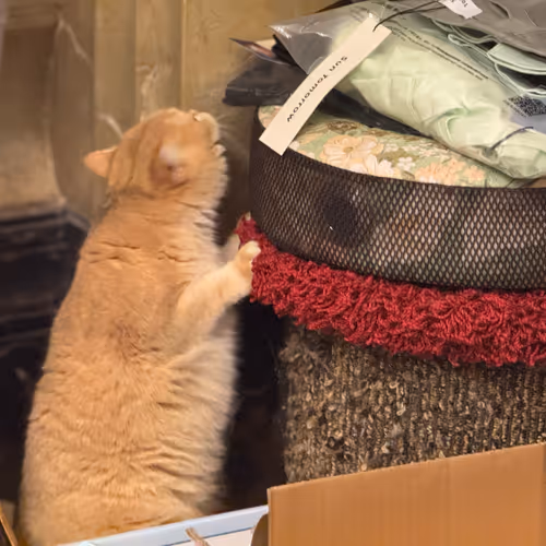 cat