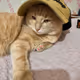 super cat