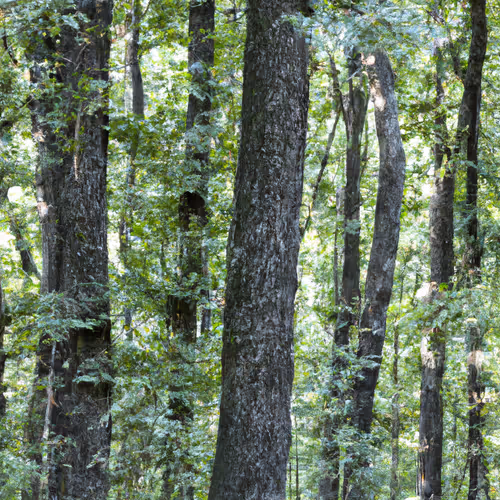 tReeforest