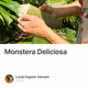 Monstera Deliciosa