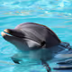 Friendly dolphin