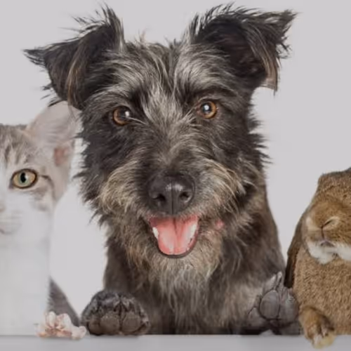 pets
