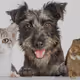 pets